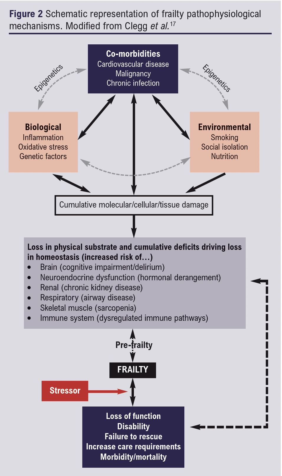 Frailty in peripheral arterial disease – Journal of Vascular Societies ...